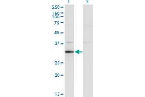 Western Blot analysis of RASD2 expression in transfected 293T cell line by RASD2 monoclonal antibody (M02), clone 1C7.