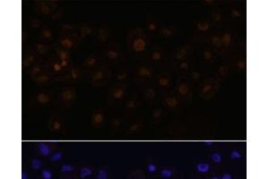 Immunofluorescence analysis of A431 cells using HEY1 Polyclonal Antibody at dilution of 1:100. (HEY1 anticorps)