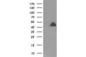 Western Blotting (WB) image for anti-Ribonuclease/angiogenin Inhibitor 1 (RNH1) antibody (ABIN1500727) (RNH1 anticorps)