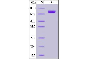 Human Nectin-1, Fc Tag on  under reducing (R) condition.