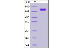 Human Nectin-1, Fc Tag on  under reducing (R) condition. (PVRL1 Protein (AA 31-334) (Fc Tag))