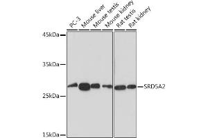 Western blot analysis of extracts of various cell lines, using SRD5 Rabbit mAb (ABIN7270595) at 1:1000 dilution. (SRD5A2 anticorps)