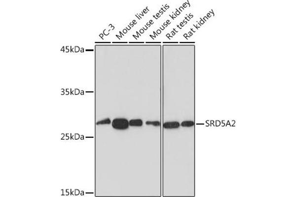 SRD5A2 Antikörper