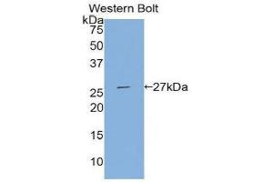 Western Blotting (WB) image for anti-Tissue Factor Pathway Inhibitor 2 (TFPI2) (AA 23-235) antibody (ABIN1860716) (TFPI2 anticorps  (AA 23-235))