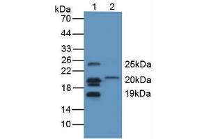 Figure. (MBP anticorps  (AA 220-301))