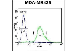Flow cytometric analysis of MDA-MB435 cells (right histogram) compared to a negative control cell (left histogram). (ZNF98 anticorps  (C-Term))