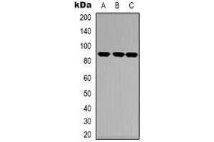 Western blot analysis of TRK A expression in HEK293T (A), NIH3T3 (B), mouse heart (C) whole cell lysates. (TRKA anticorps  (C-Term))