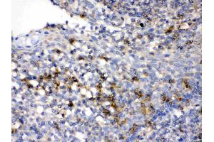 CD33 was detected in paraffin-embedded sections of human tonsil tissues using rabbit anti- CD33 Antigen Affinity purified polyclonal antibody (Catalog # ) at 1 µg/mL.