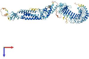 AlphaFold protein structure predicition of Mouse Recombinant Lrrc8b Protein, UniprotID Q5DU41