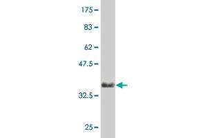 Western Blot detection against Immunogen (35.