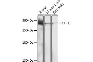 Western blot analysis of extracts of various cell lines, using CHD3 antibody (ABIN6133623, ABIN6138510, ABIN6138511 and ABIN6219455) at 1:1000 dilution. (CHD3 anticorps  (AA 1900-2000))