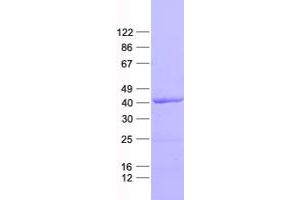 Validation with Western Blot