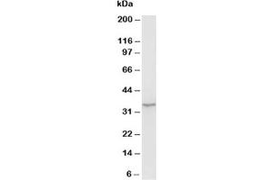 Western blot testing of Morg1 antibody and rat brain tissue lysate (MORG1 anticorps  (N-Term))