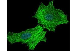 Immunofluorescence analysis of Hela cells using ASS1 antibody (green). (ASS1 anticorps)