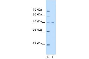 WB Suggested Anti-EEF1A1 Antibody Titration:  2. (eEF1A1 anticorps  (C-Term))