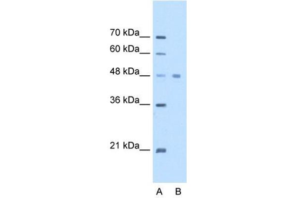 eEF1A1 抗体  (C-Term)
