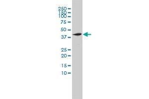 NOTCH2NL monoclonal antibody (M01), clone 2G12-2A5 Western Blot analysis of NOTCH2NL expression in HL-60 . (NOTCH2NL anticorps  (AA 1-236))