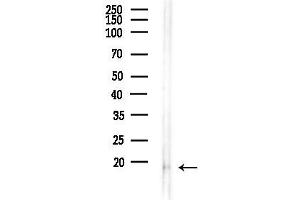 anti-Ubiquinol-Cytochrome C Reductase, Rieske Iron-Sulfur Polypeptide 1 (UQCRFS1) (C-Term) antibody