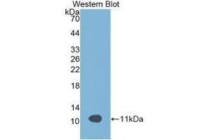 Western blot analysis of recombinant Rat APOC3.