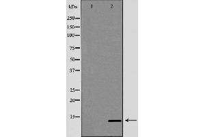 Western blot analysis of Mouse lung lysate, using SNCG Antibody.
