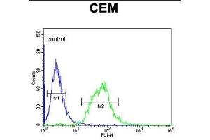 SLC22A6 Antibody (C-Term) (ABIN653184 and ABIN2842738) flow cytometric analysis of CEM cells (right histogram) compared to a negative control cell (left histogram). (SLC22A6 anticorps  (C-Term))