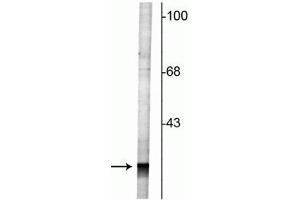 Western blot of rat cortical lysate showing specific labeling of the ~27 kDa Rab3 protein. (RAB3A anticorps  (N-Term))