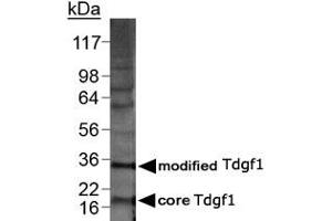 Western blot analysis of Tdgf1 in 20 ug of MDA-MB-21 lysate with Tdgf1 polyclonal antibody . (TDGF1 anticorps  (AA 1-50))