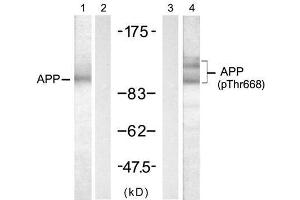 Western blot analysis of extract from mouse brain tissue, using APP (Ab-668) antibody (E021204, Lane 1 and 2) and APP (Phospho-Thr668) antibody (E011190, Lane 3 and 4). (APP anticorps)