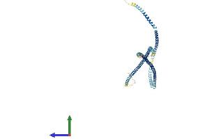 AlphaFold protein structure predicition of Mouse Recombinant Tchp Protein, UniprotID Q3TVW5