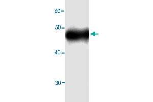 Western blot analysis in ALDOB recombinant protein with ALDOB monoclonal antibody, clone 5g898  at 1 : 1000 dilution. (ALDOB anticorps)