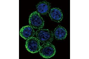 Confocal immunofluorescent analysis of EXT2 Antibody with hela cell followed by Alexa Fluor 488-conjugated goat anti-rabbit lgG (green). (EXT2 anticorps  (AA 182-209))