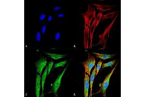 Immunocytochemistry/Immunofluorescence analysis using Mouse Anti-MMP9 Monoclonal Antibody, Clone S51-82 .