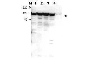 Image no. 1 for anti-Myosin IG (MYO1G) (Internal Region) antibody (ABIN297326) (MYO1G anticorps  (Internal Region))