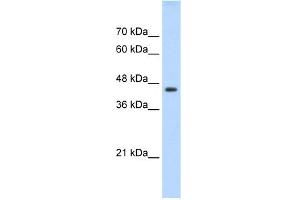 WB Suggested Anti-TEAD3 Antibody Titration:  0. (TEAD3 anticorps  (C-Term))