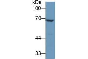 Detection of ANGPT2 in Human K562 cell lysate using Polyclonal Antibody to Angiopoietin 2 (ANGPT2)