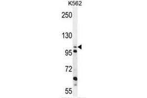 C4orf21 Antibody (N-term) western blot analysis in K562 cell line lysates (35µg/lane). (ZGRF1 anticorps  (N-Term))