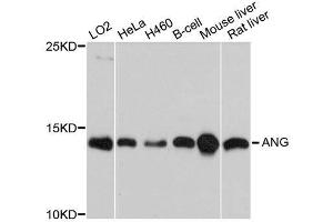 Western blot analysis of extracts of various cell lines, using ANG antibody. (ANG anticorps  (AA 25-147))