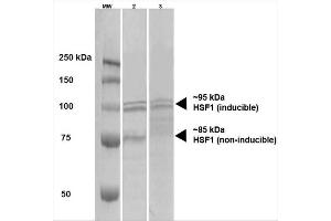 Western Blot analysis of Human A431 and HEK293 cell lysates showing detection of HSF1 protein using Rat Anti-HSF1 Monoclonal Antibody, Clone 10H4 . (HSF1 anticorps  (HRP))