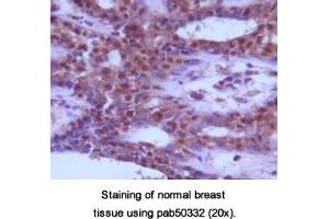 Image no. 1 for anti-Beclin 1, Autophagy Related (BECN1) (AA 150-300) antibody (ABIN363641)