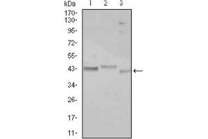 Western Blotting (WB) image for anti-CCAAT/enhancer Binding Protein (C/EBP), alpha (CEBPA) antibody (ABIN2843747) (CEBPA anticorps)