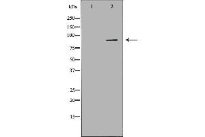 Western blot analysis of K562 whole cell lysates, using ARHGEF7 Antibody.
