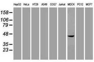 Image no. 2 for anti-SRY (Sex Determining Region Y)-Box 17 (SOX17) (AA 177-414) antibody (ABIN1491031)