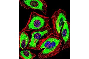 Fluorescent confocal image of Hela cell stained with PRDX2 Antibody (C-term) (ABIN389468 and ABIN2839532). (Peroxiredoxin 2 anticorps  (C-Term))