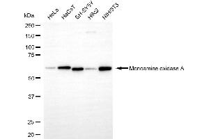 Western blotting analysis using monoamine oxidase A antibody (ABIN7799483). (Recombinant Monoamine Oxidase A anticorps)