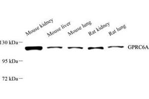 Western blot analysis of GPRC6A (ABIN7074003) at dilution of 1: 6000