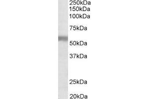 ABIN870670 (1µg/ml) staining of Human Placenta lysate (35µg protein in RIPA buffer). (NPR3 anticorps  (AA 520-533))
