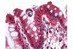 Anti-Ghrelin antibody IHC of human colon. (GHRL anticorps  (AA 103-117))