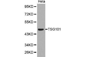 Western blot analysis of extracts of Hela cell line, using TSG101 antibody. (TSG101 anticorps  (C-Term))