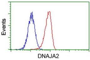 Image no. 3 for anti-DnaJ (Hsp40) Homolog, Subfamily A, Member 2 (DNAJA2) antibody (ABIN1497861) (DNAJA2 anticorps)