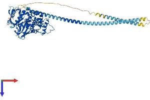 Radixin (RDX) (AA 1-583) protein (His tag)